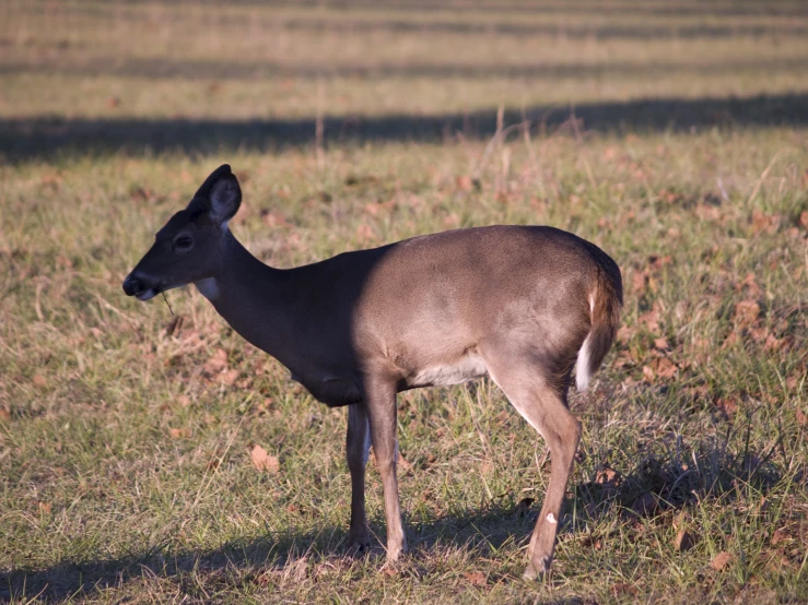 the deer is standing in a grassy field