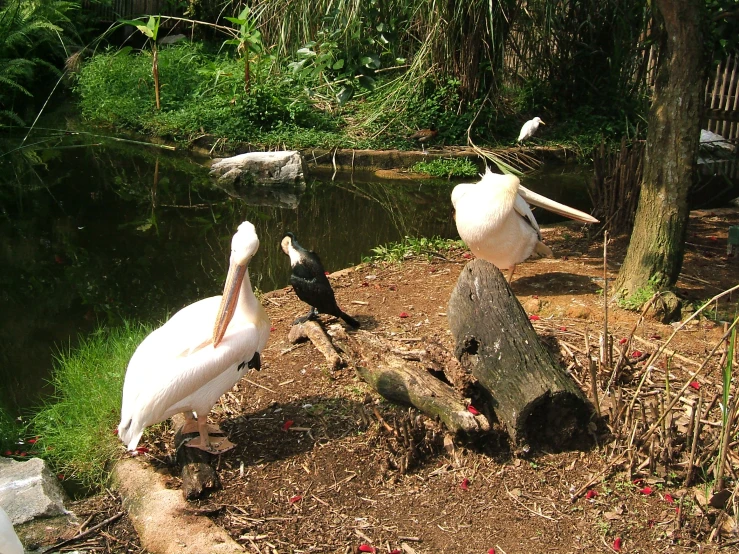 pelicans and a group of birds sit on the ground near water