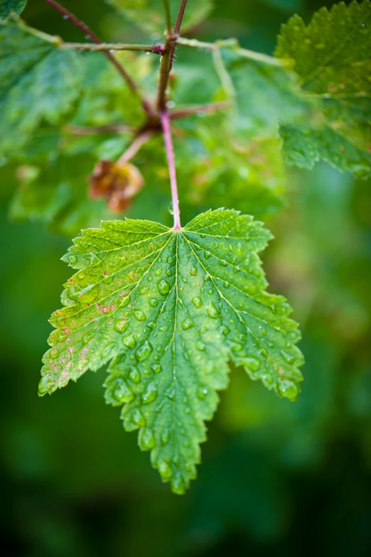 the leaves of a green tree in the rain