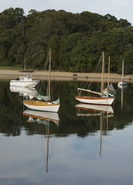 several boats docked in a lake next to some trees