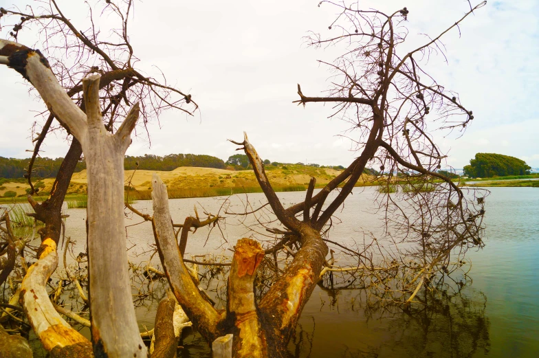 a tree that has been over fallen with water