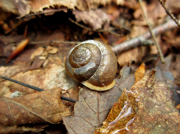 a snail sits among leaves on the ground