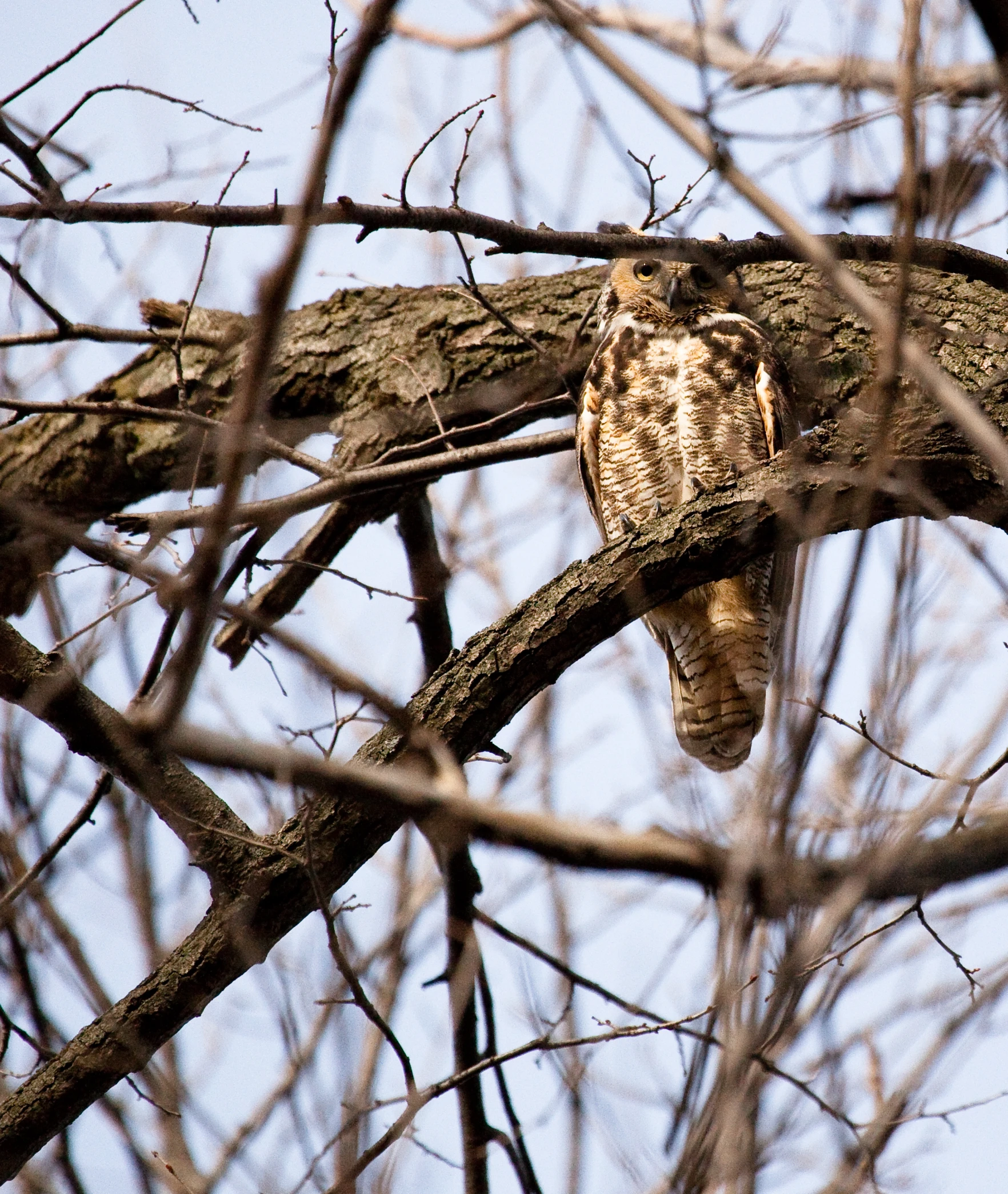 the bird is perched on the nch outside