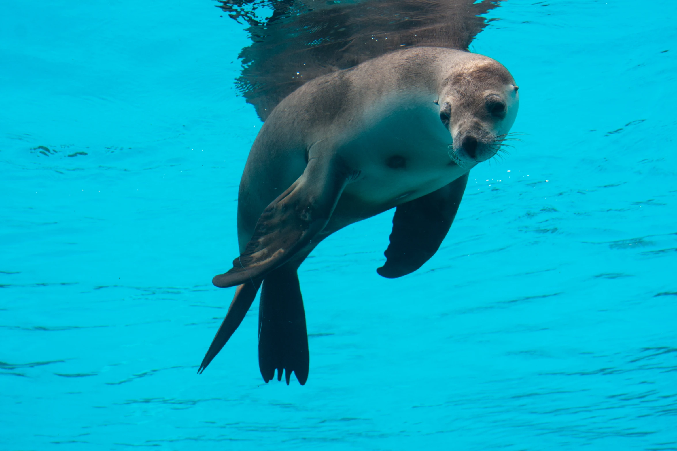 a seal swimming under water with his mouth open