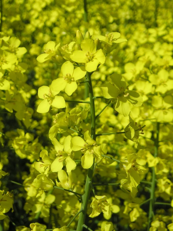 the bright yellow flower is growing in a field