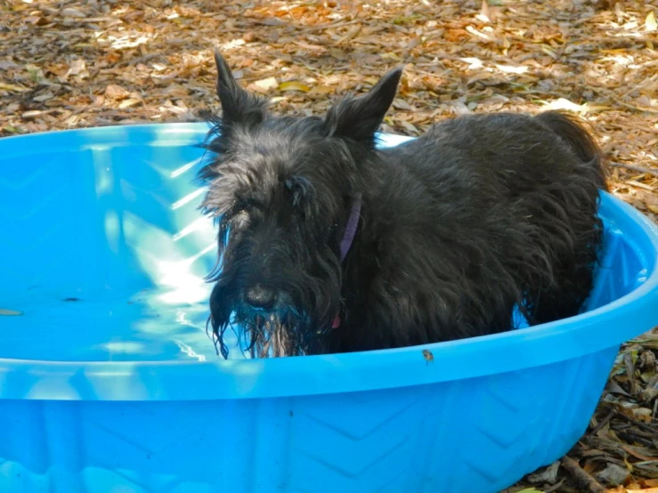 a little black dog taking a dip in a blue pool