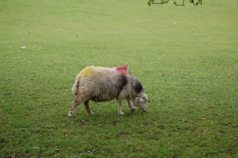 a small white sheep grazing in a field