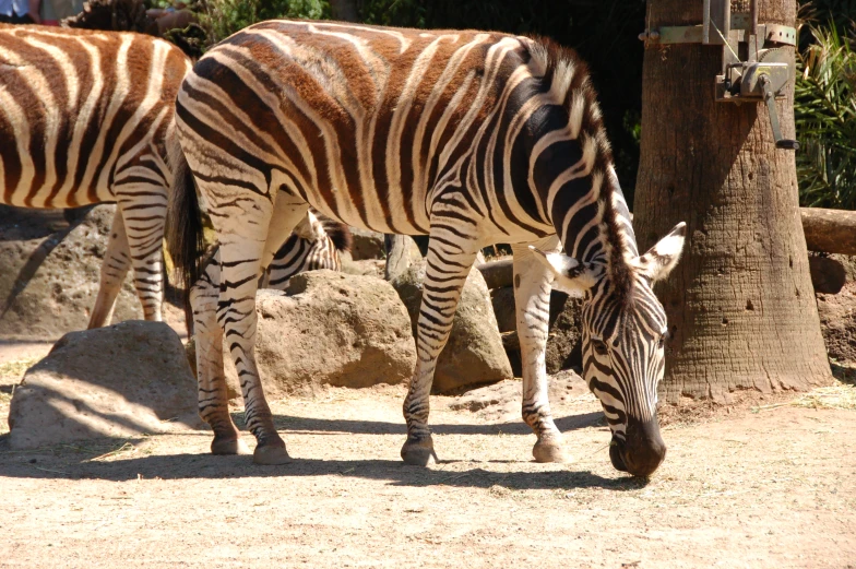 a couple of zes stand in a dirt area