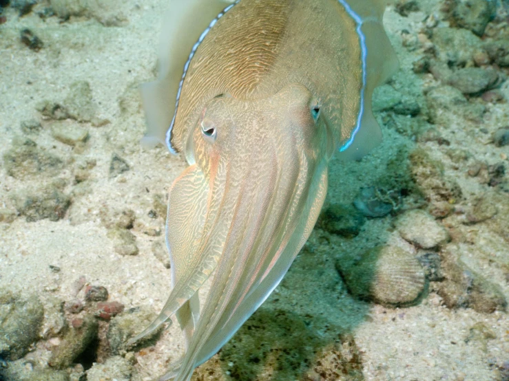 a cuttle cuttle fish in the water