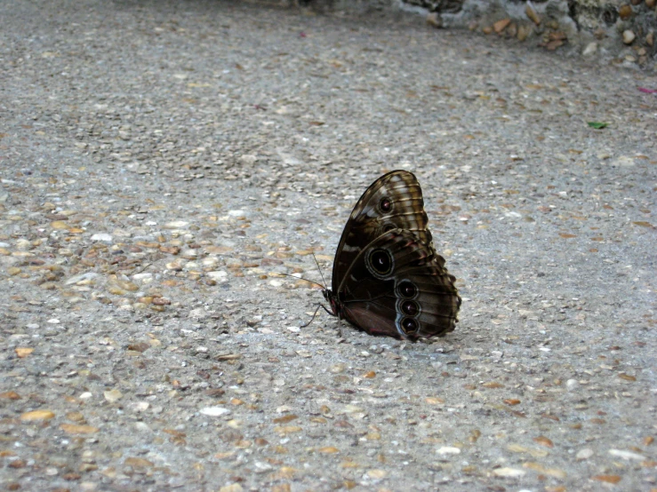 a large erfly sits on the cement