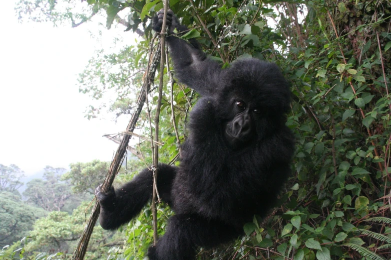 a small black animal hanging off the side of a tree