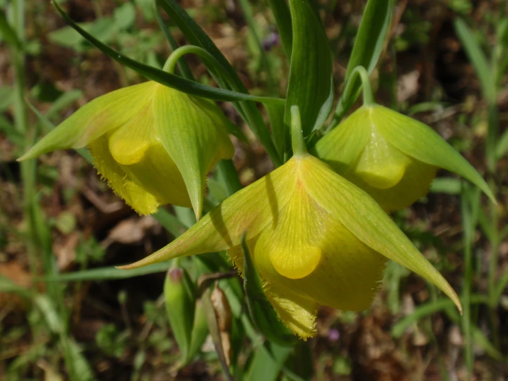 the yellow flowers have been opened on the stem