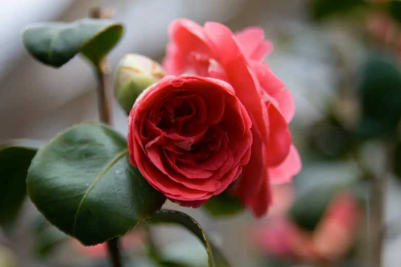 a single red rose on a green stem