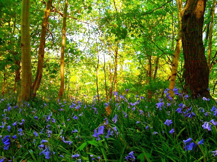 blue flowers are growing in the forest in the sunlight