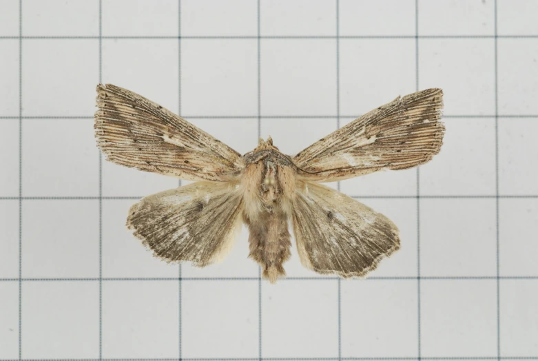 the small moths are sitting on a white tiled floor