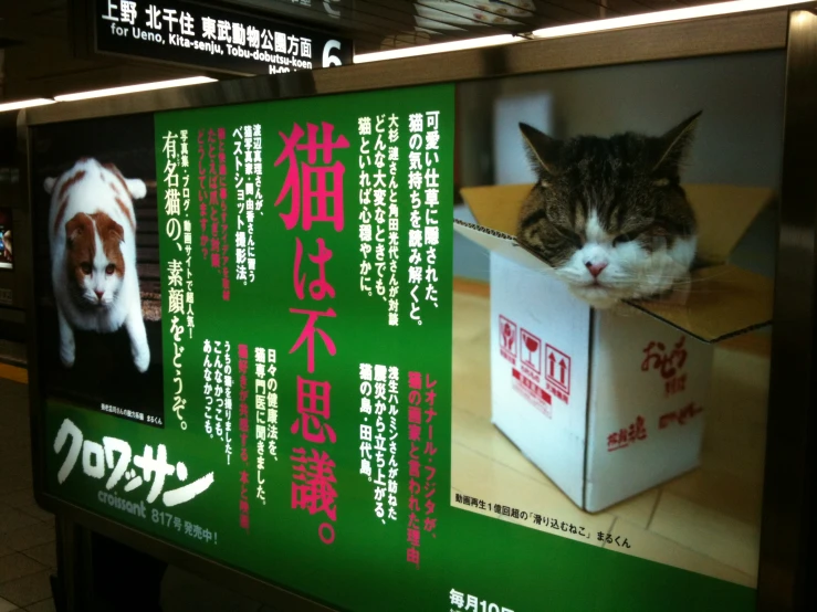 a cat with its head inside a box with advertits for a dog