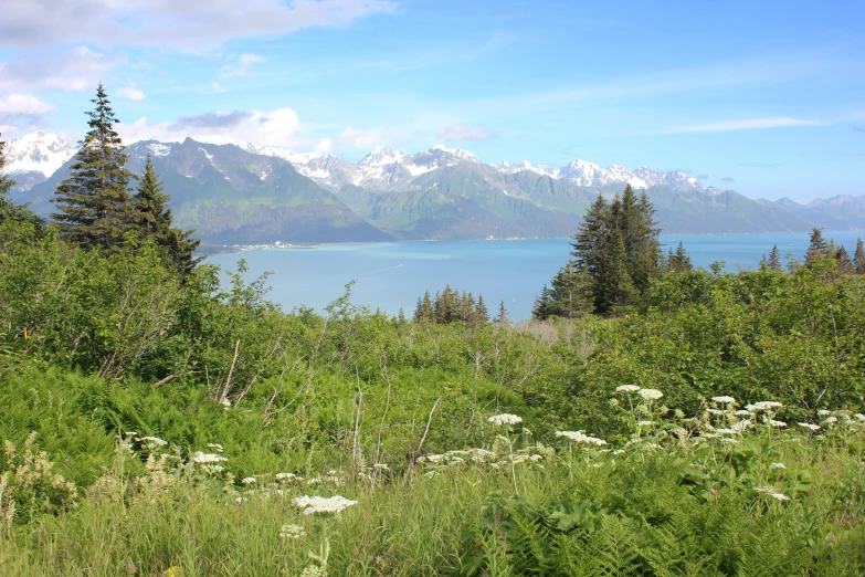 an image of beautiful landscape with a lake in the background