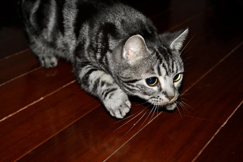 a gray kitten walking across a wood floor