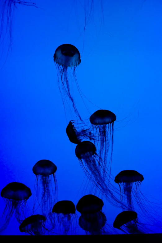 the jellyfish swims through the ocean waters