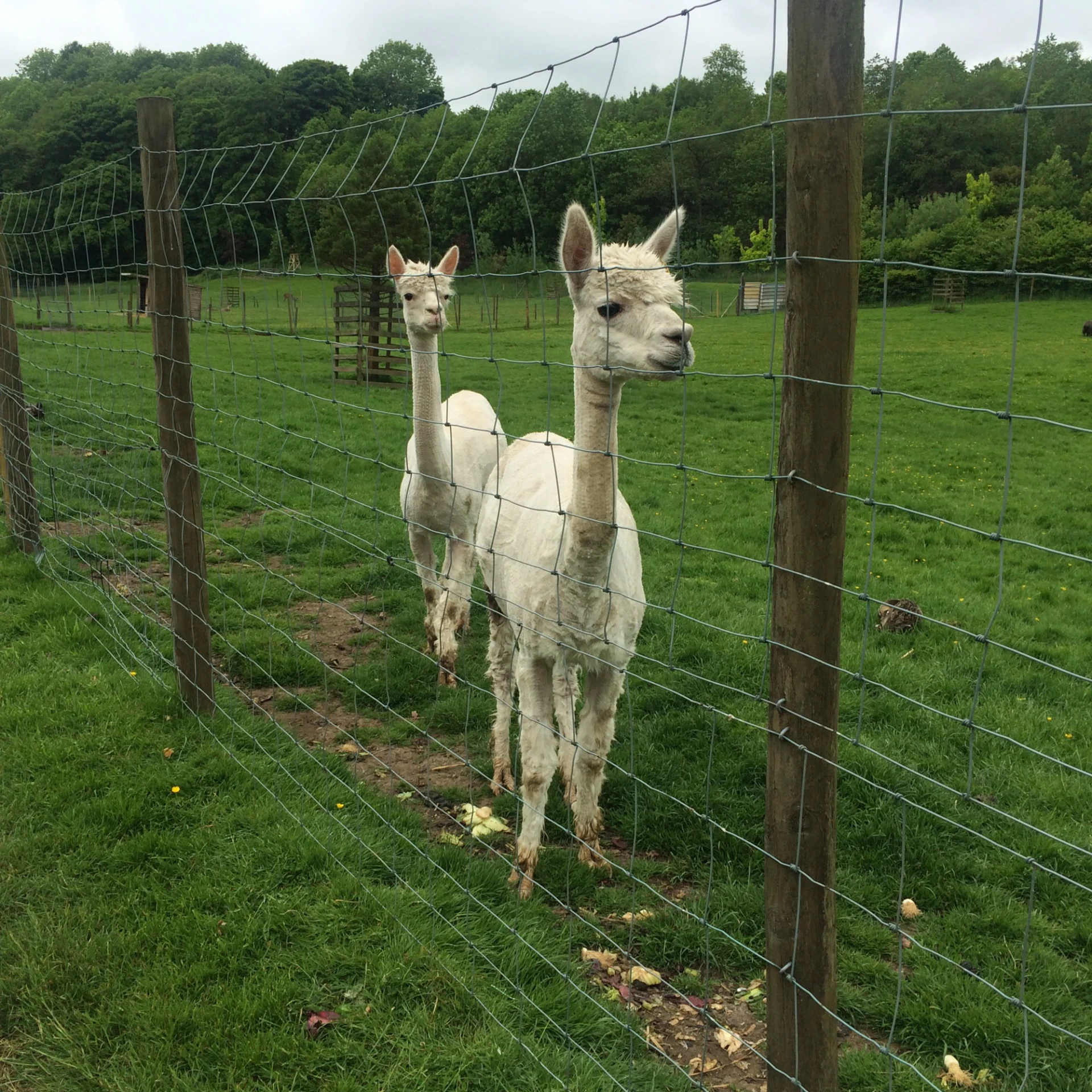 two white llamas look out over a fence