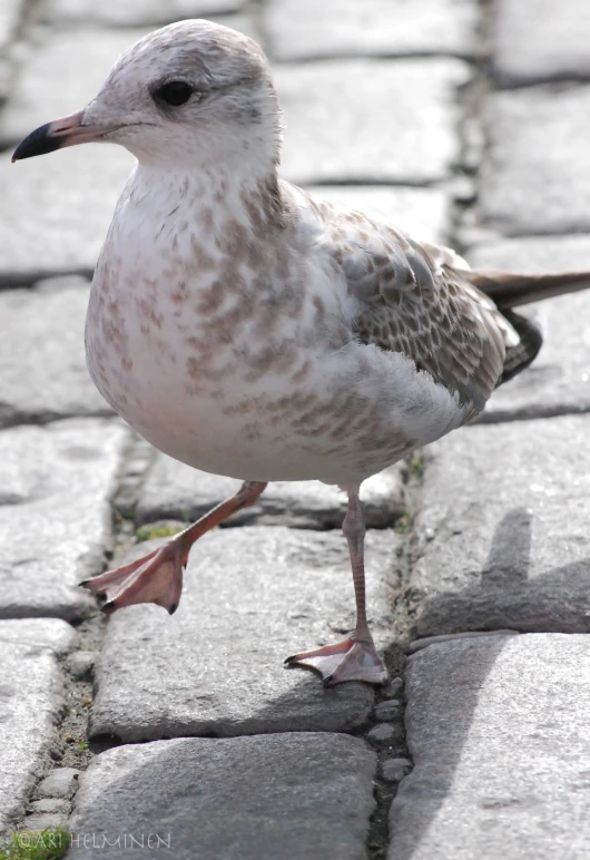 a bird that is standing on some bricks