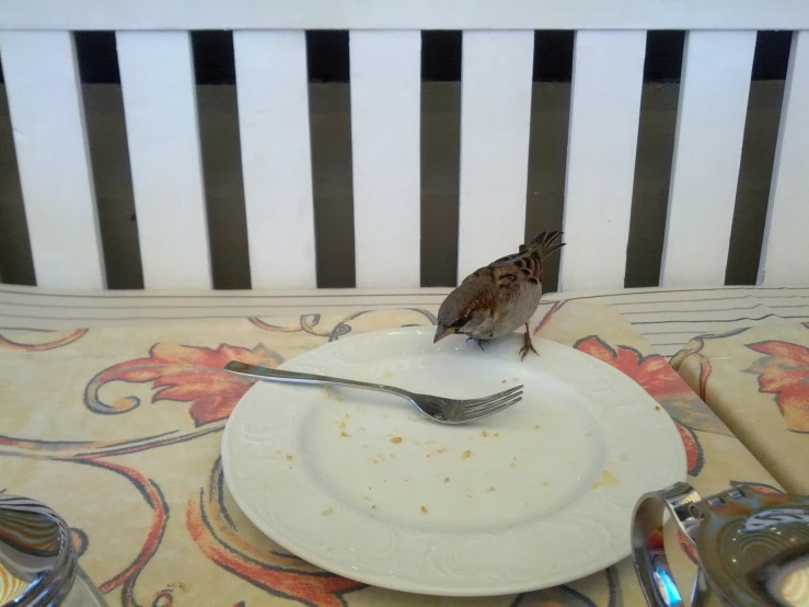 there is a small bird sitting on a dinner plate