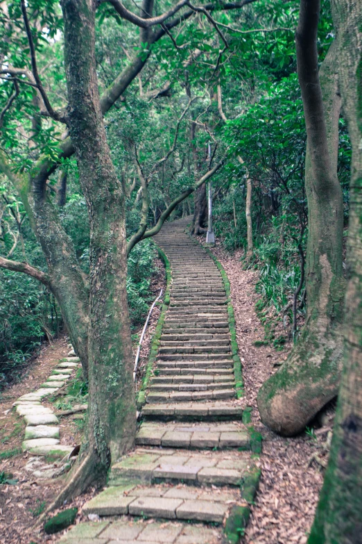 stairs in the woods with moss growing over them