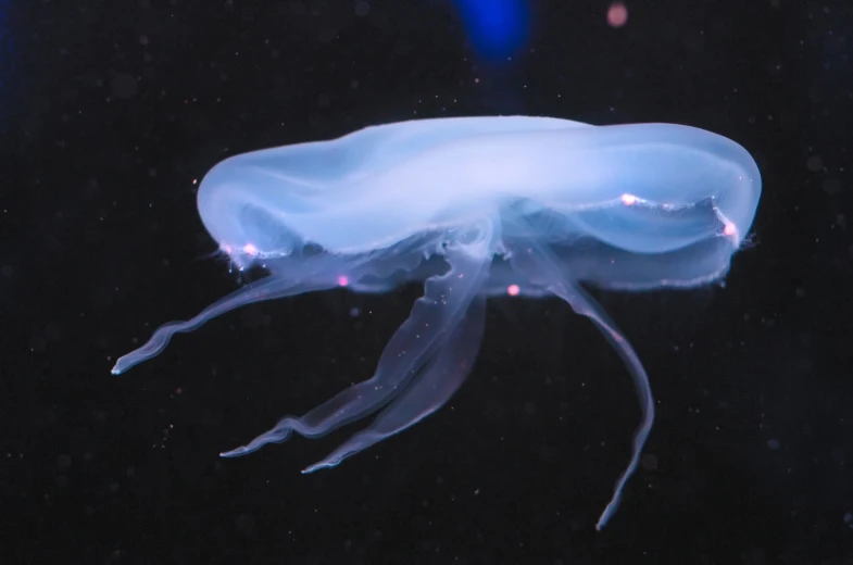 a small jelly like creature in a dark room