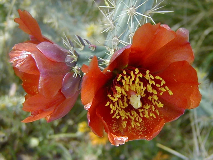 a close - up of an orange flower in the sun