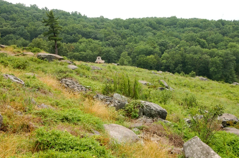 a hill covered in grass with rocks and trees