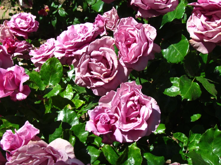 a group of pretty pink roses growing on a bush