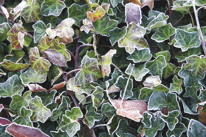 this is some leaves with frost on it