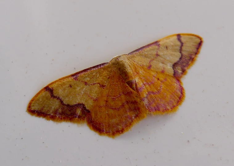 there is a orange and brown moth sitting on the table