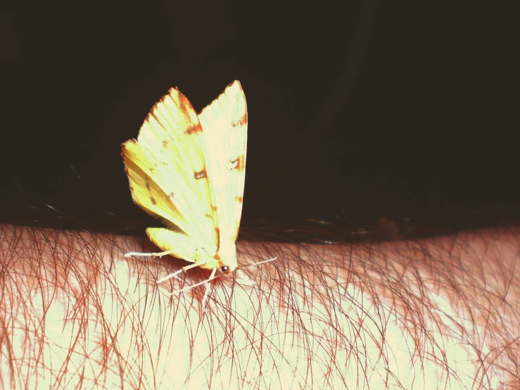 a moth resting on a persons arm in the sunlight