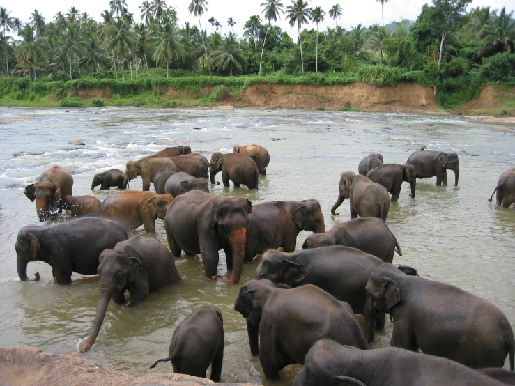 there are many elephants drinking and bathing in the water