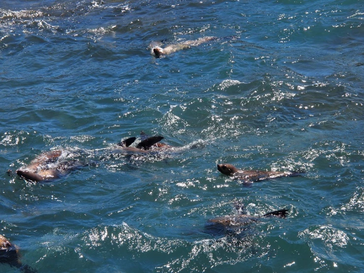 a group of people are swimming in the ocean