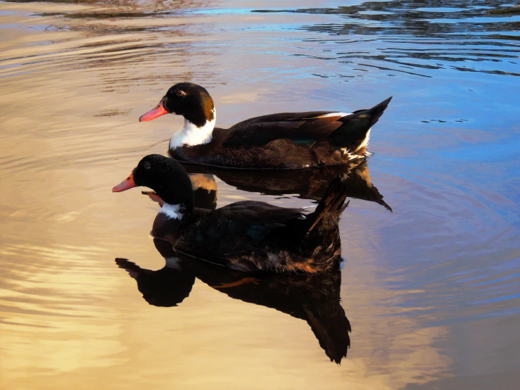 a couple of ducks floating on top of a lake