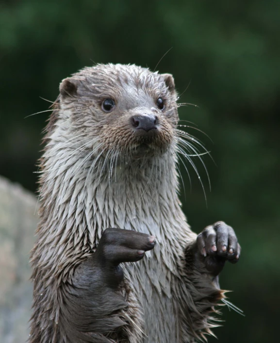 the wet otter is standing in the water