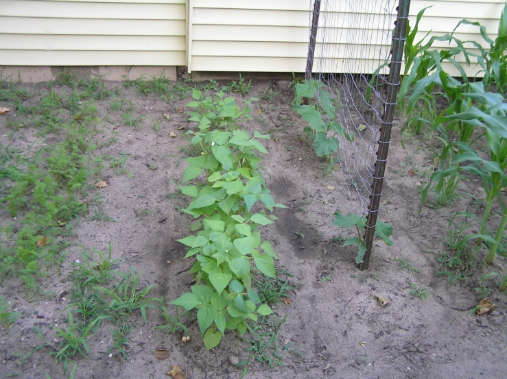 this is an outdoor plant with vines next to a fence