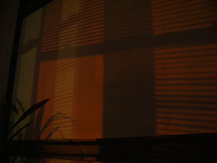 the image shows a plant in front of a shadow from the blinds