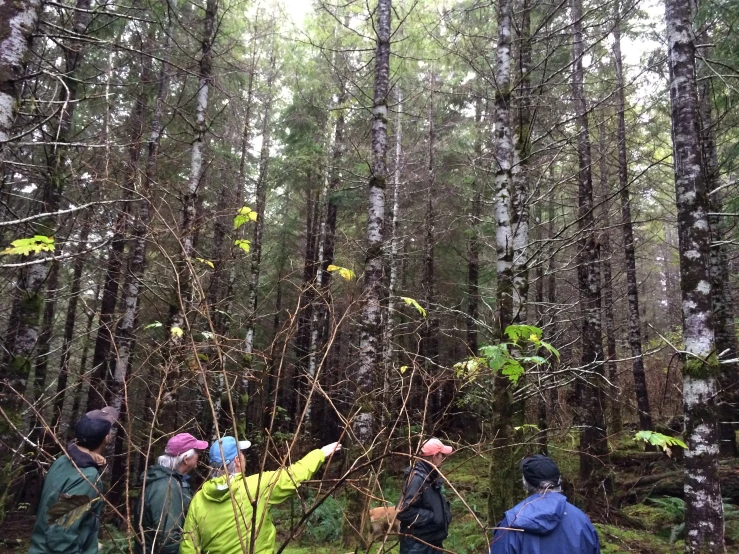 people standing near some trees in the woods