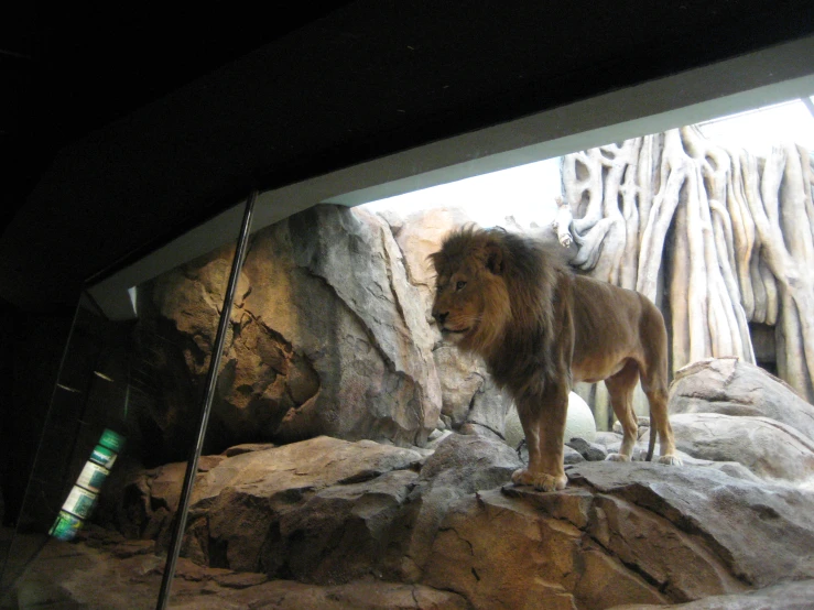 a lion is seen through the glass of an exhibit