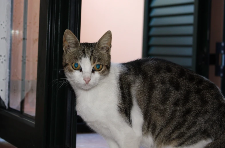 the gray cat is sitting next to the doorway