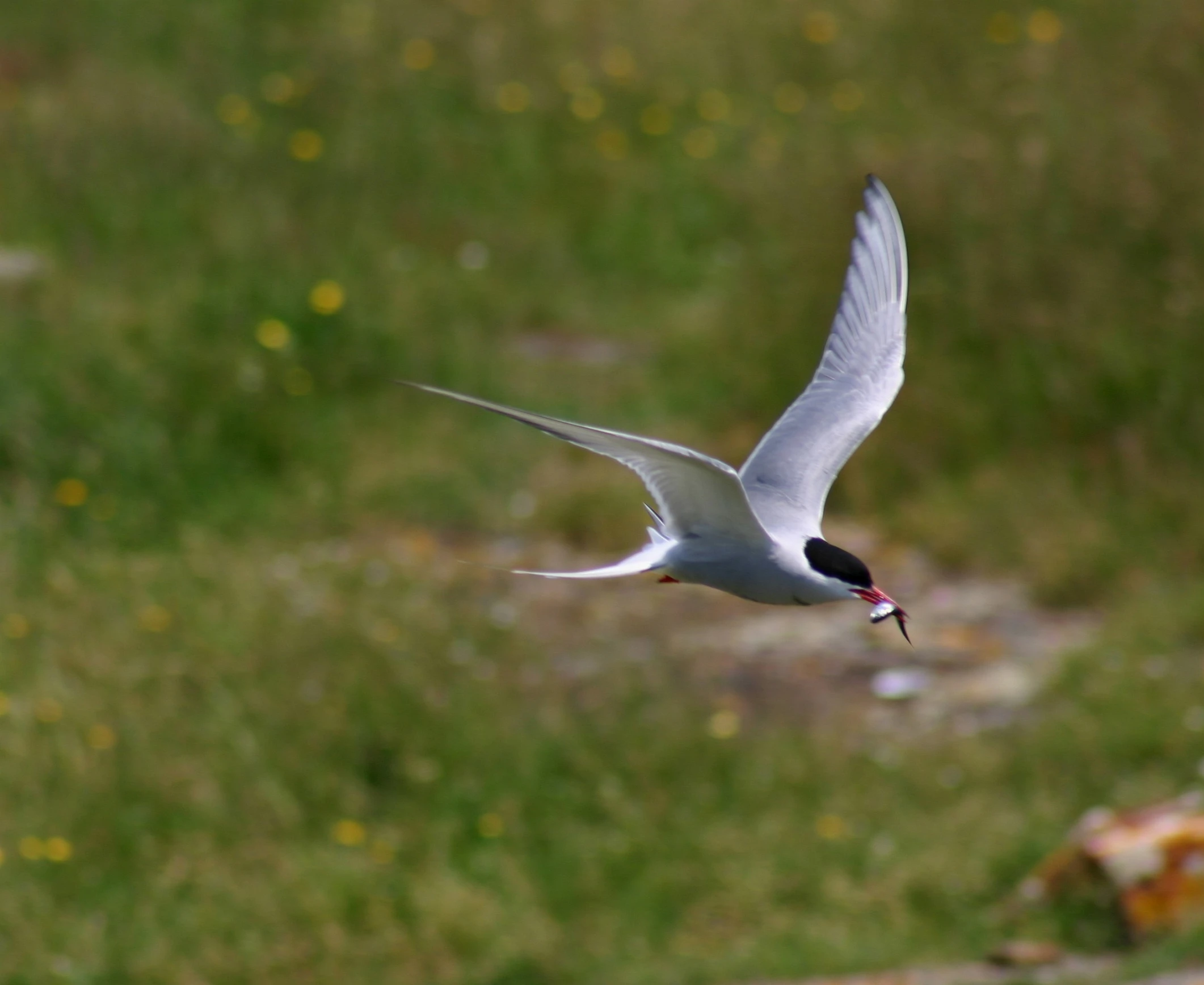 a seagull flies over the grass with it's beak sticking out