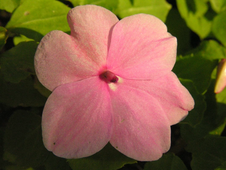 a bright pink flower sits among green foliage