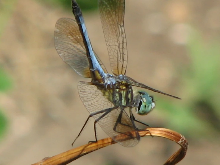 two large blue dragonflys sitting on top of a plant