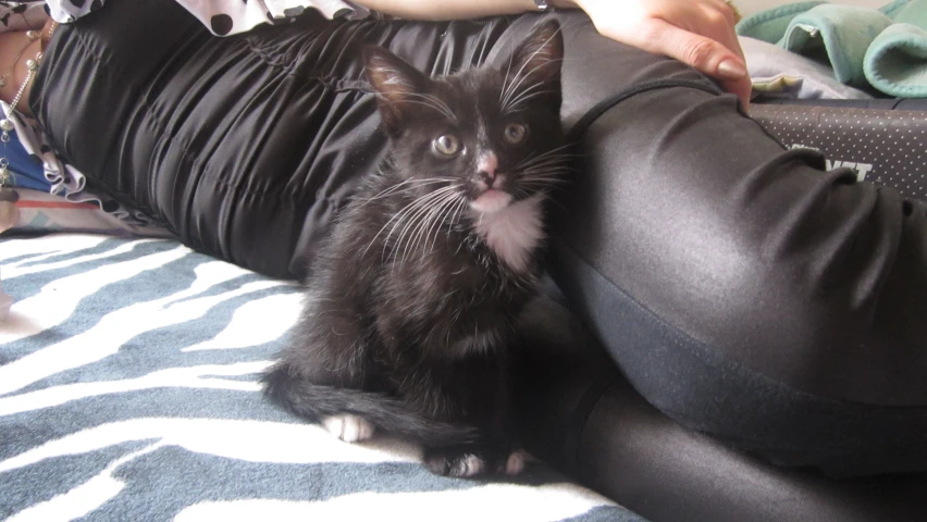 a woman is sitting on the couch petting a black and white cat