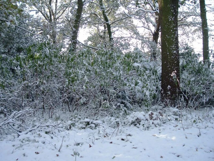 snow covers the ground near several trees
