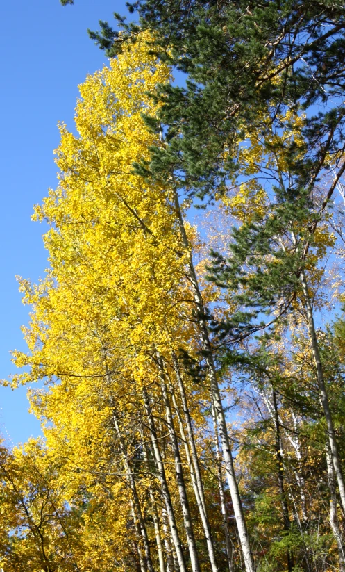 tall thin trees in autumn with yellow leaves