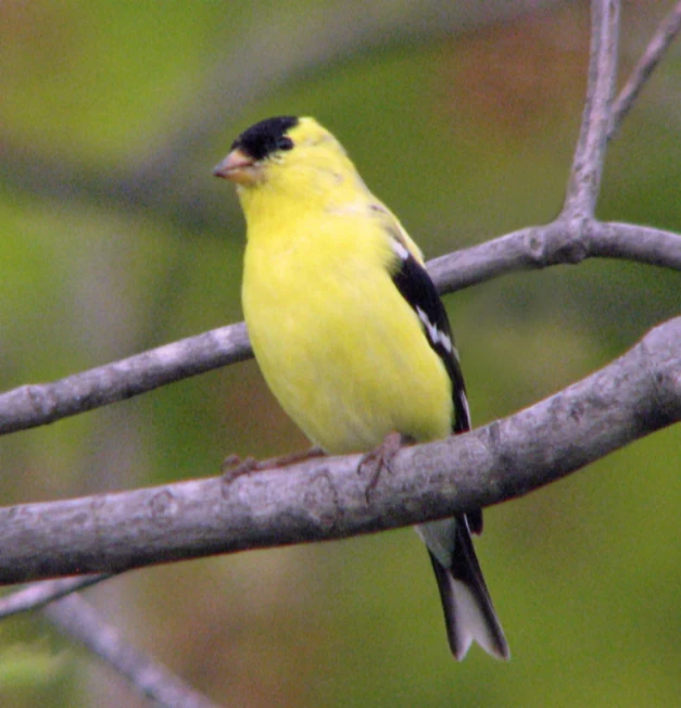 a close up of a small yellow bird on a tree nch